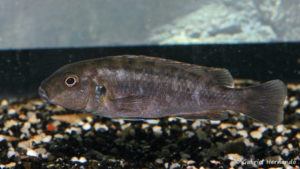 Genyochromis mento, (dans le local de Steve Steve Aeschbacher, décembre 2008)