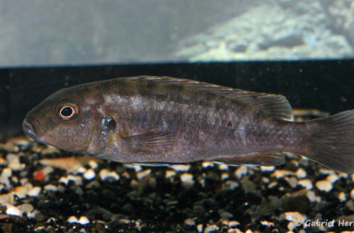 Genyochromis mento, (dans le local de Steve Steve Aeschbacher, décembre 2008)