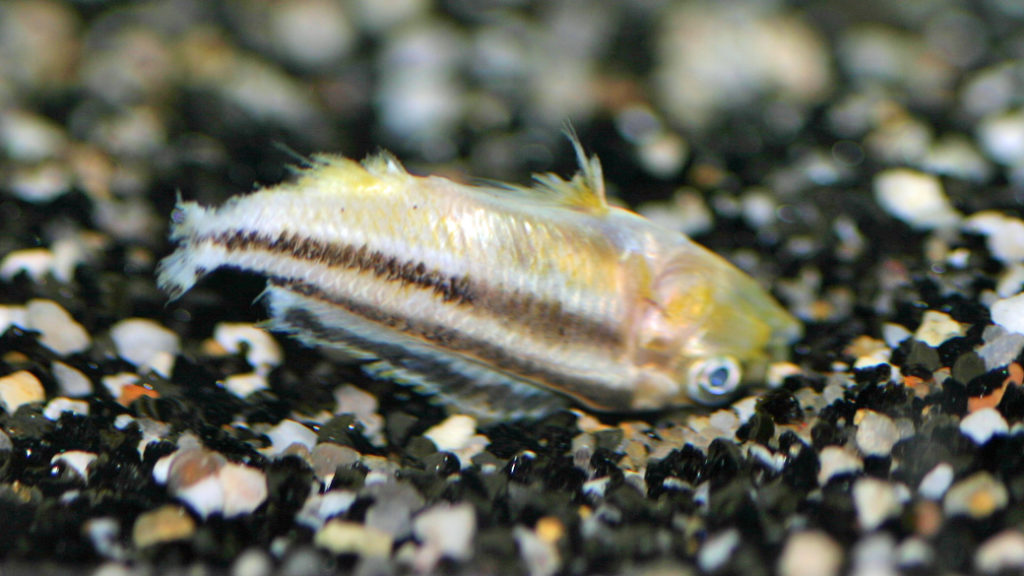 Melanochromis auratus, après une attaque de Genyochromis mento, (dans le local de Steve Steve Aeschbacher, décembre 2008)