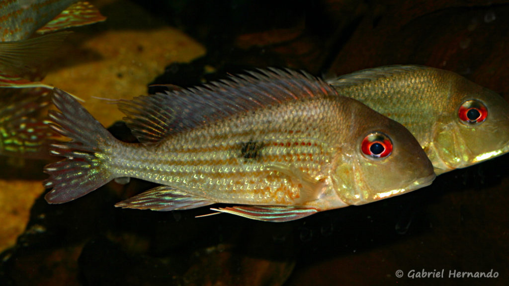 Geophagus abalios (local de Steve et Jérôme, décembre 2008)