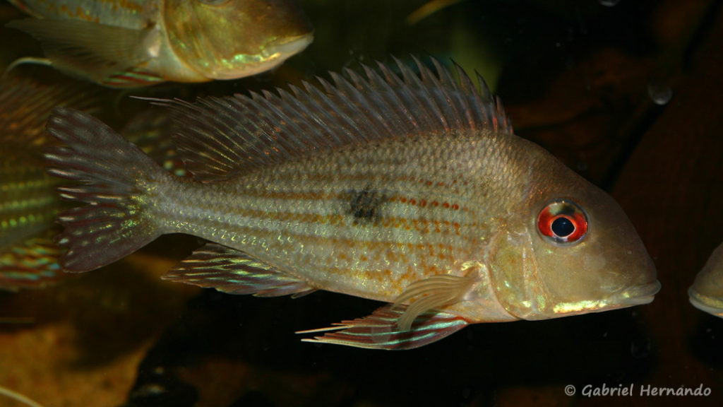 Geophagus abalios (local de Steve et Jérôme, décembre 2008)