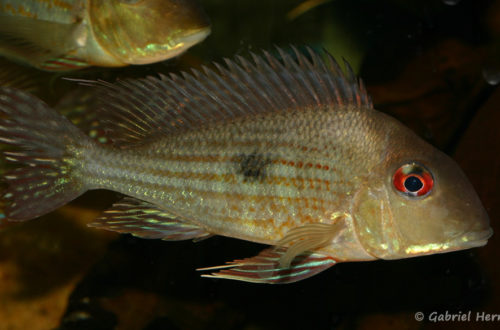 Geophagus abalios (local de Steve et Jérôme, décembre 2008)