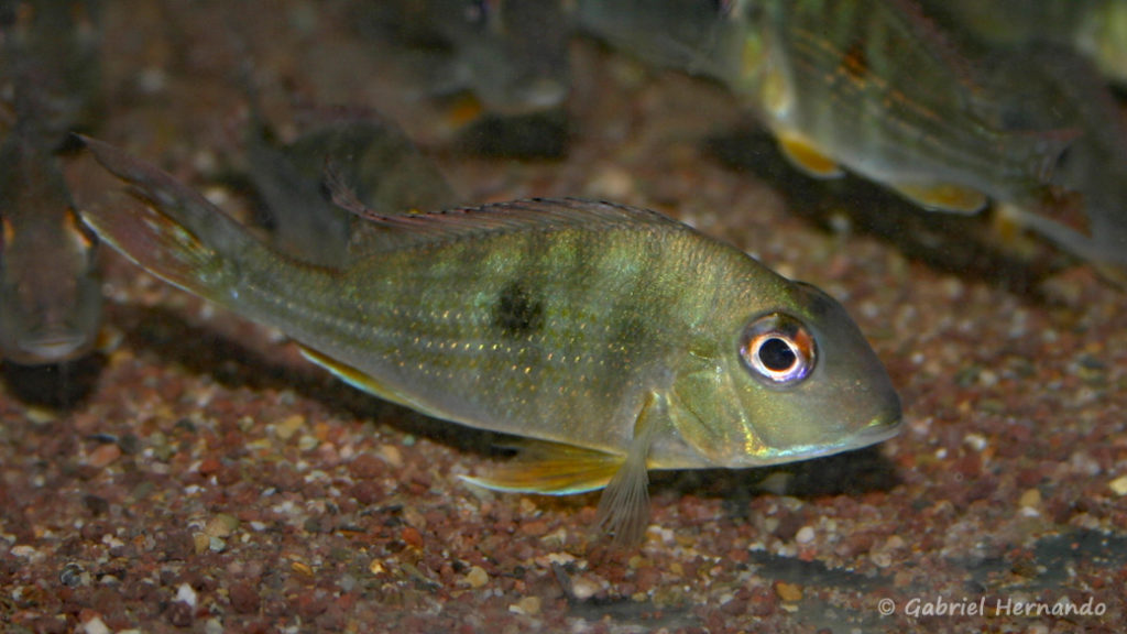 Geophagus abalios, variété du Vénézuéla (Vichy, congrès AFC 2005)