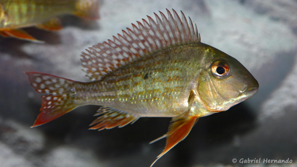 Geophagus altifrons (Hobby Zoo Tillman, Duisbourg, mars 2009)