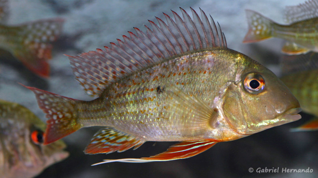 Geophagus altifrons (Hobby Zoo Tillman, Duisbourg, mars 2009)