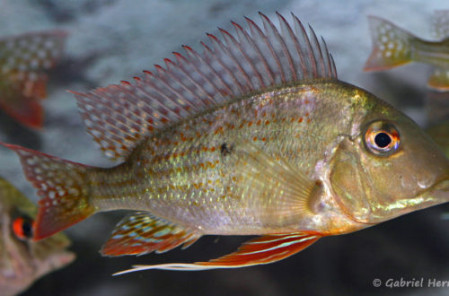 Geophagus altifrons (Hobby Zoo Tillman, Duisbourg, mars 2009)