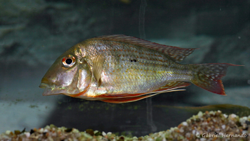 Geophagus altifrons (Hobby Zoo Tillman, Duisbourg, mars 2009)