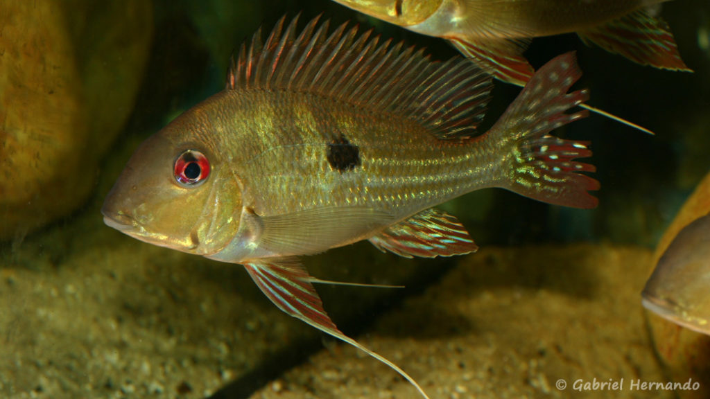 Geophagus dicrozoster (local de Steve et Jérôme, décembre 2008)