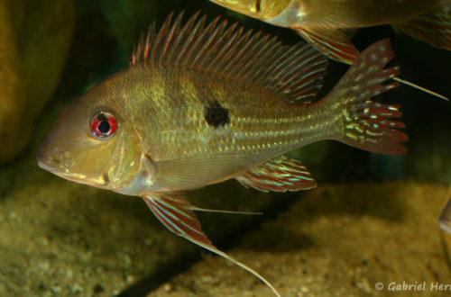 Geophagus dicrozoster (local de Steve et Jérôme, décembre 2008)