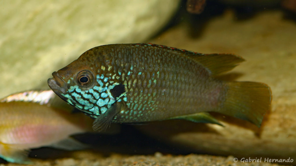 Hemichromis sp. "guinea" (Local de Steve et Jérôme, Suisse, décembre 2008)