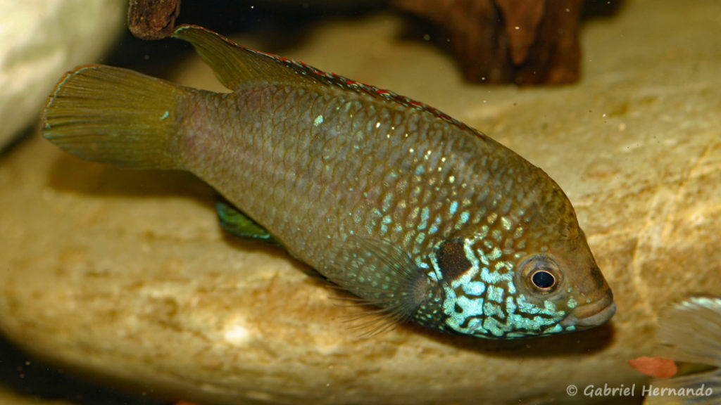 Hemichromis sp. "guinea" (Local de Steve et Jérôme, Suisse, décembre 2008)