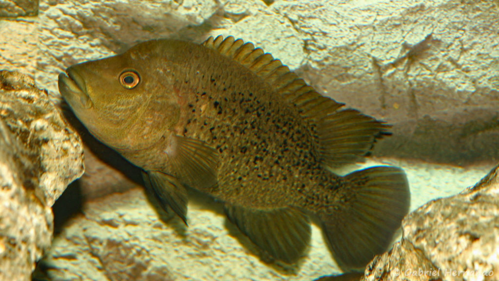 Herichthys bartoni (Hobby Zoo Tillman, Duisbourg, mars 2009)