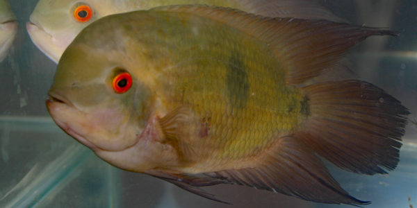 Hypselecara temporalis (Vichy, congrès AFC 2005)