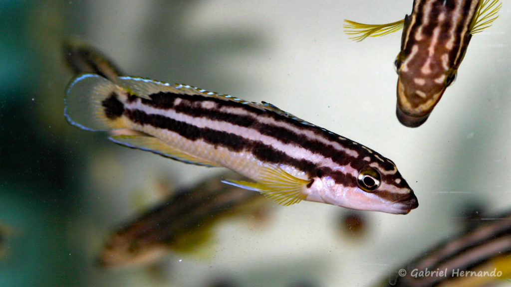 Julidochromis ornatus, de Uvira (Abysse, janvier 2009)