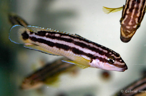 Julidochromis ornatus, de Uvira (Abysse, janvier 2009)