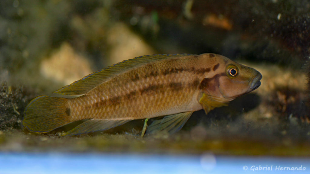 Julidochromis sp. (Chez Heinz Büscher, Suisse, décembre 2008)