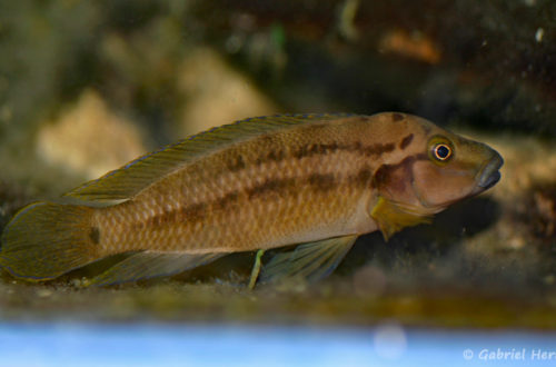 Julidochromis sp. (Chez Heinz Büscher, Suisse, décembre 2008)