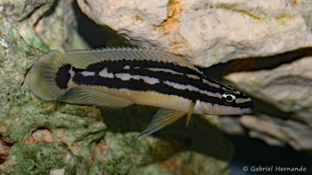 Julidochromis sp. "korosha" (Local de Steve et Jérôme, Suisse, décembre 2008)