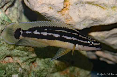 Julidochromis sp. "korosha" (Local de Steve et Jérôme, Suisse, décembre 2008)