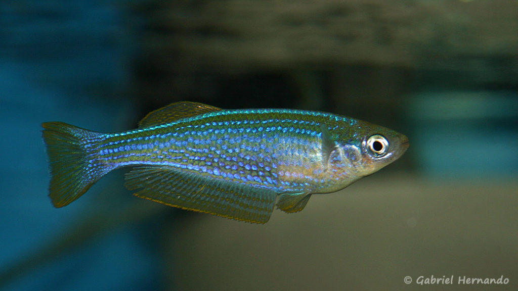 Lampricthys tanganyicanus (Abysse, janvier 2009)