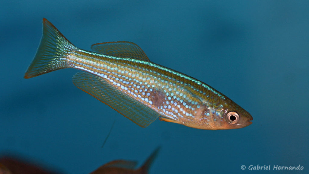 Lampricthys tanganyicanus (Aqua Treff, Duisbourg, mars 2011)