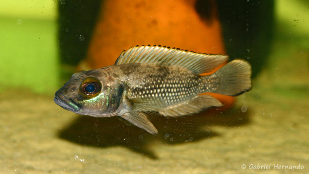 Lepidiolamprologus lemairii (chez Aquabeek, Pays Bas, mars 2009)