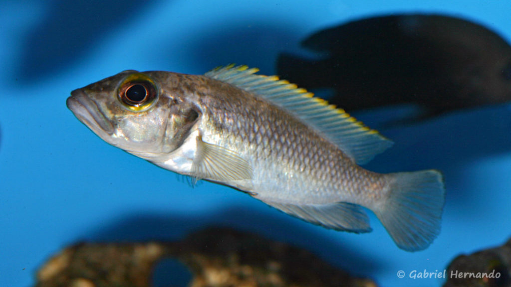 Lepidiolamprologus lemairii (chez Aqua-Treff, Duisbourg, mars 2009)