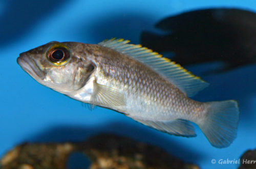 Lepidiolamprologus lemairii (chez Aqua-Treff, Duisbourg, mars 2009)