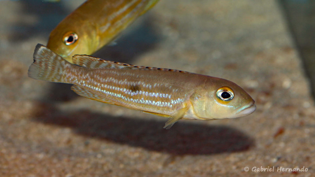 Lepidiolamprologus pleuromaculatus (Aqua-Treff, Allemagne, mars 2009)