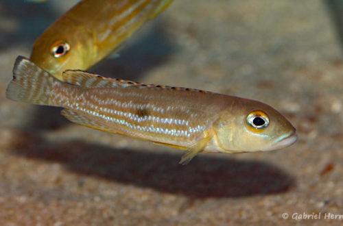 Lepidiolamprologus pleuromaculatus (Aqua-Treff, Allemagne, mars 2009)