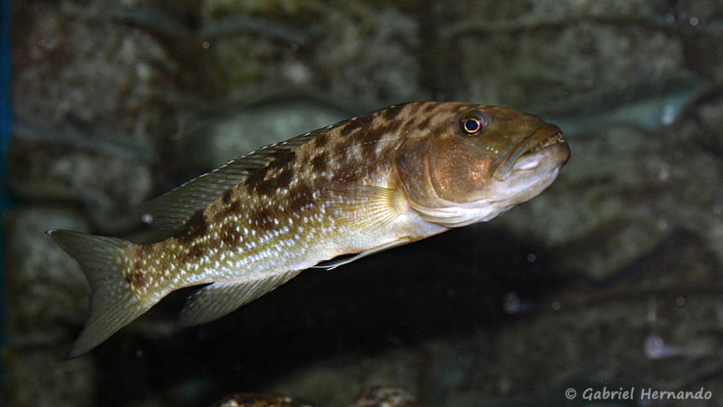 Lepidiolamprologus profundicola (Aqua-Treff, Allemagne, mars 2009)