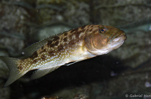 Lepidiolamprologus profundicola (Aqua-Treff, Allemagne, mars 2009)