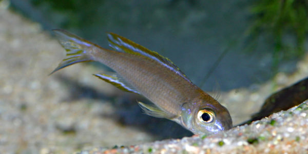 Lestradea perspicax (chez Pierrick Le Gall, mars 2008)
