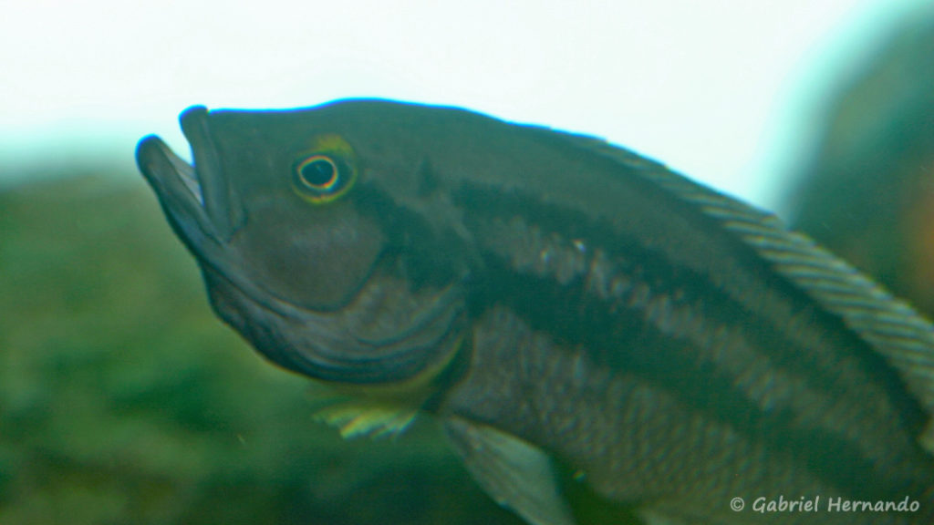 Neolamprologus bifasciatus (Chez Heinz Büscher, Suisse, décembre 2008)