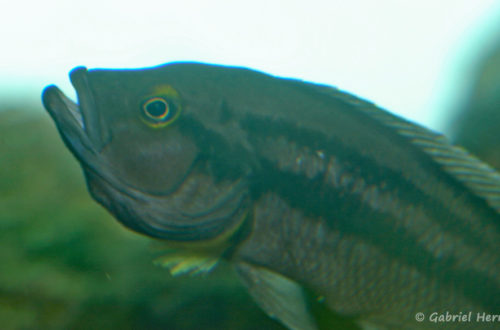 Neolamprologus bifasciatus (Chez Heinz Büscher, Suisse, décembre 2008)