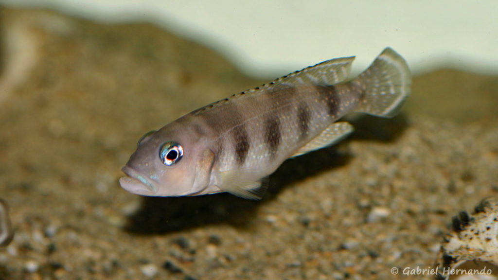 Neolamprologus boulengeri (Local de Steve et Jérôme, Suisse, décembre 2008)