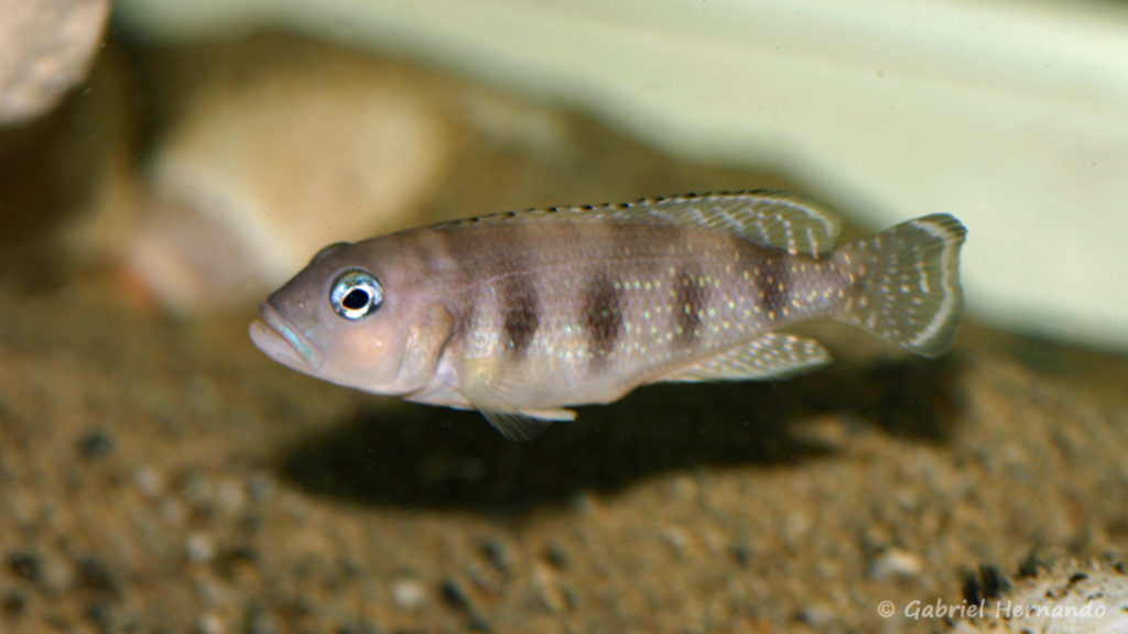 Neolamprologus boulengeri (Local de Steve et Jérôme, Suisse, décembre 2008)