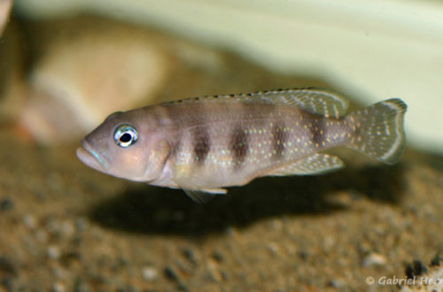 Neolamprologus boulengeri (Local de Steve et Jérôme, Suisse, décembre 2008)