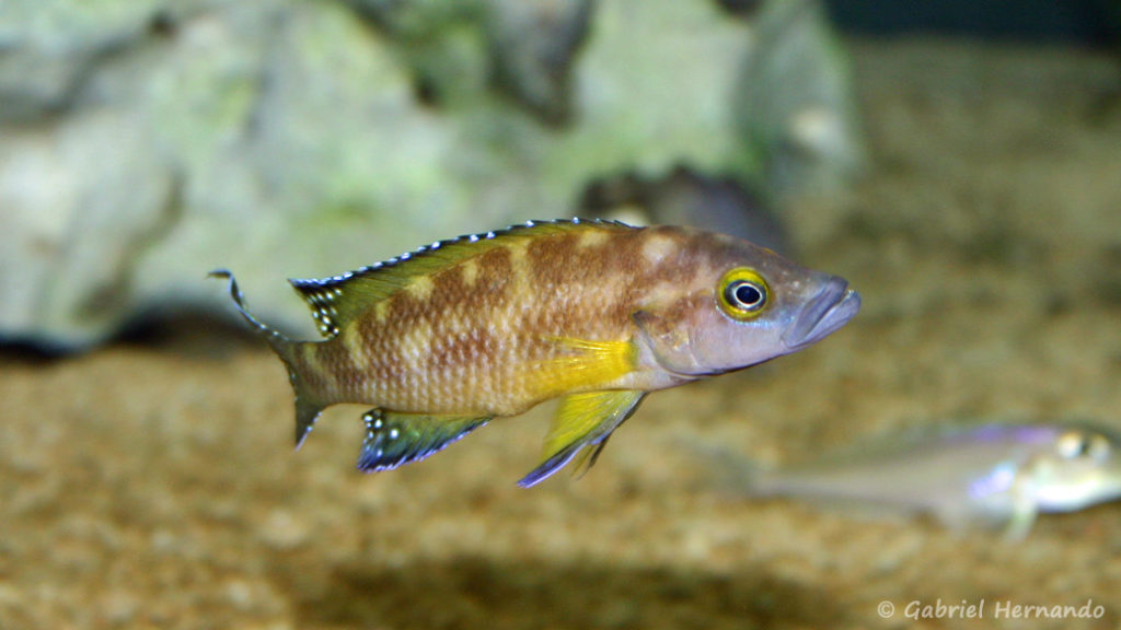 Neolamprologus buescheri, variété de Kamakonde