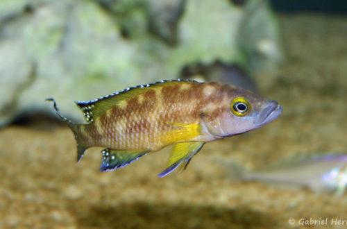 Neolamprologus buescheri, variété de Kamakonde