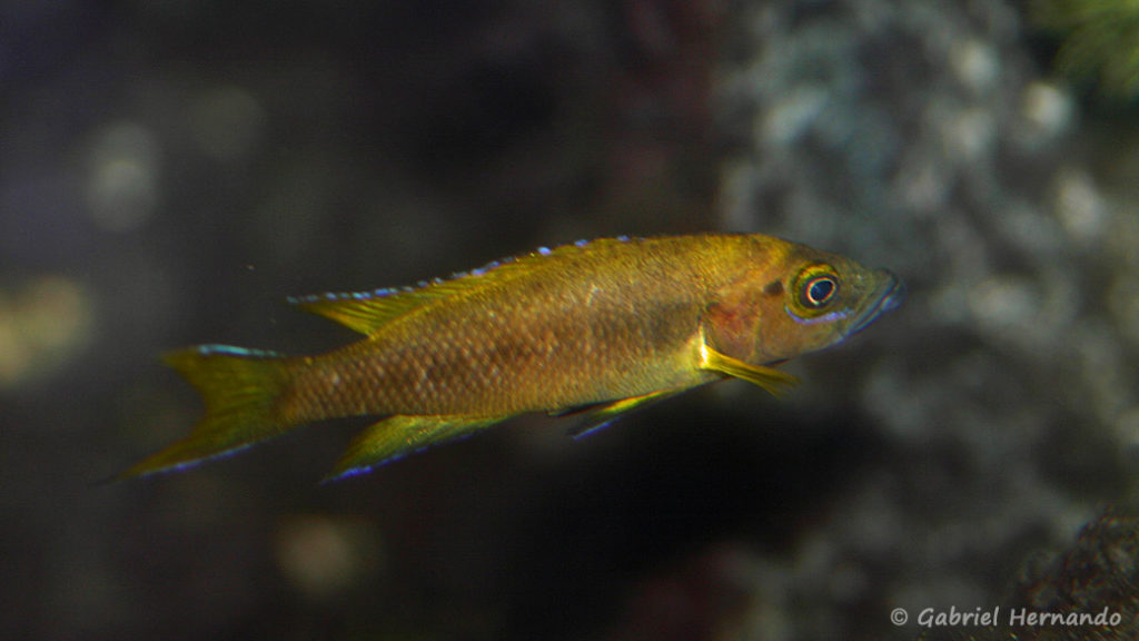 Neolamprologus buescheri, variété a priori collectée au Congo, par Heinz Büscher