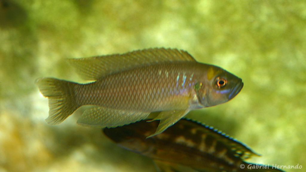 Neolamprologus calliurus (chez Heinz Büscher, Suisse, décembre 2008)