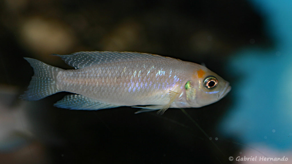 Neolamprologus calliurus (Aqua Treff, Duisbourg, Allemagne, mai 2013)