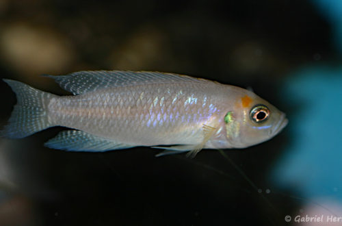 Neolamprologus calliurus (Aqua Treff, Duisbourg, Allemagne, mai 2013)