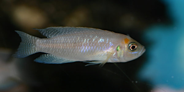 Neolamprologus calliurus (Aqua Treff, Duisbourg, Allemagne, mai 2013)