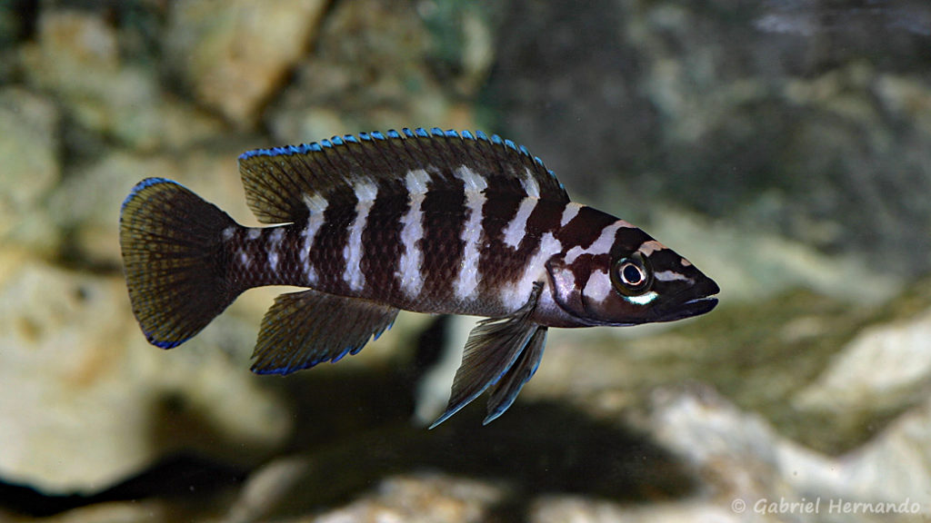 Neolamprologus cylindricus (Club Aquariophile de Vernon, mars 2008)