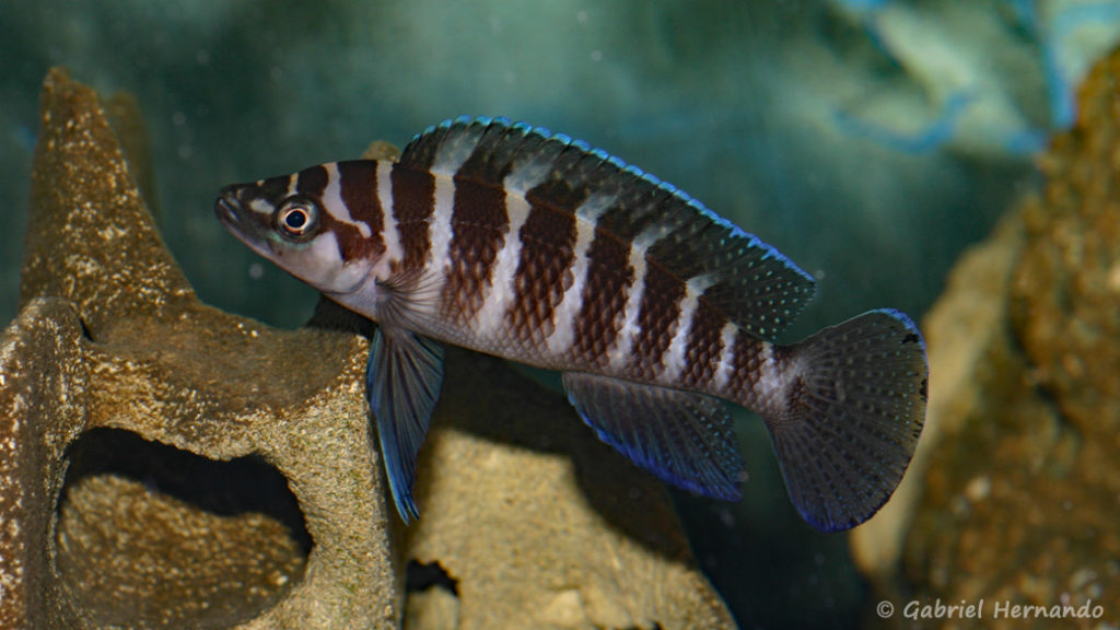 Neolamprologus cylindricus (local de Steve et Jérôme, décembre 2008)