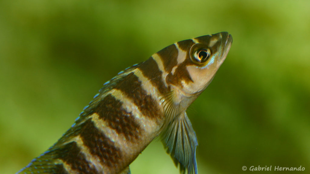 Neolamprologus cylindricus (chez Heinz Büscher, décembre 2008)