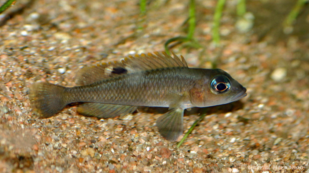 Neolamprologus kungweensis (chez Heinz Büscher, Suisse, décembre 2008)