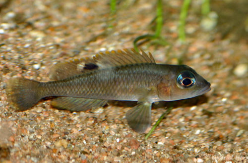 Neolamprologus kungweensis (chez Heinz Büscher, Suisse, décembre 2008)